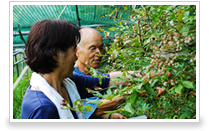 京都宇治田原で有機栽培によるブルーベリーを育てて原材料にしています